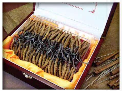 饶阳冬虫夏草回收